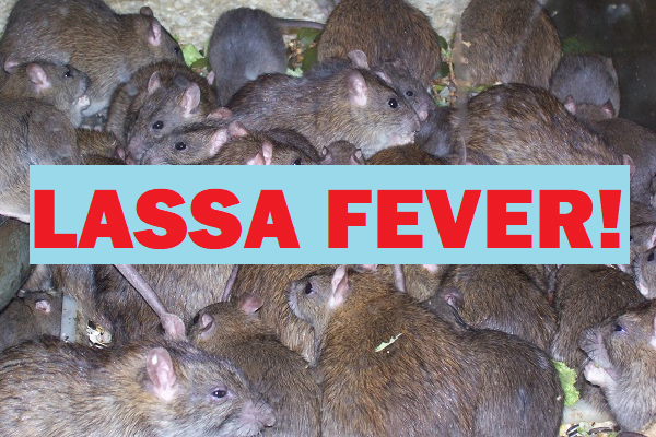 LASSA FEVER: NCDC Reports 222 New Infections, and Two New Deaths