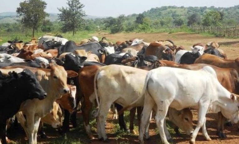 FG Moves to Reduce Importation of Livestock Products